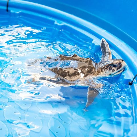 Oat Bran Kemp's ridley sea turtle rehab