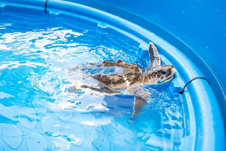 Oat Bran Kemp's ridley sea turtle rehab
