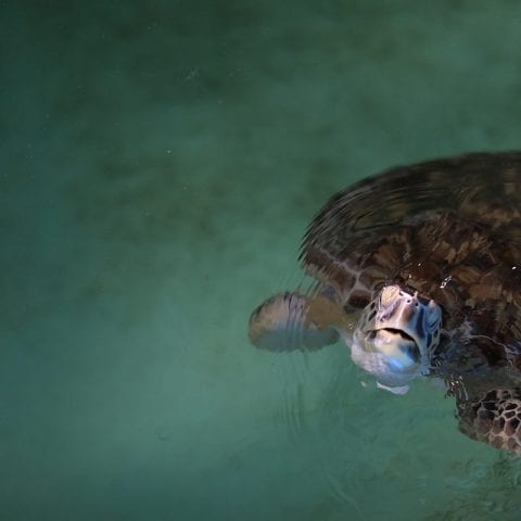 Quaker rescued sea turtle in rehab pool