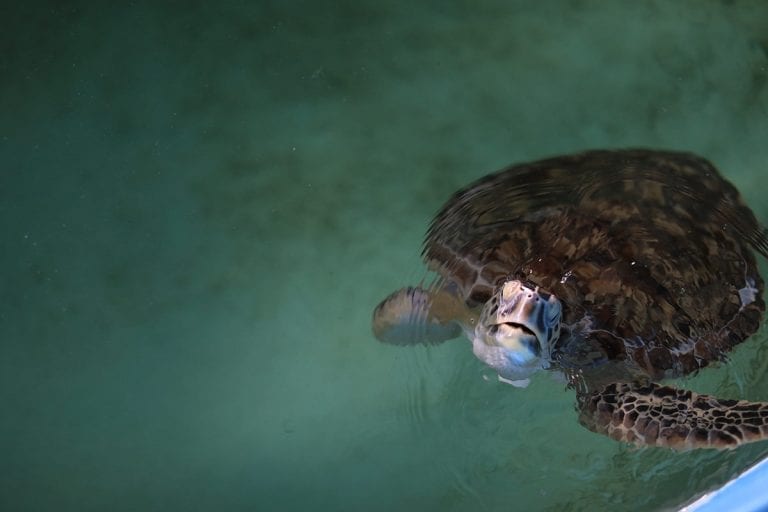 Quaker rescued sea turtle in rehab pool