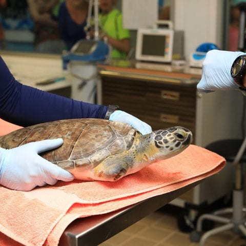 Urkel sea turtle with missing flipper