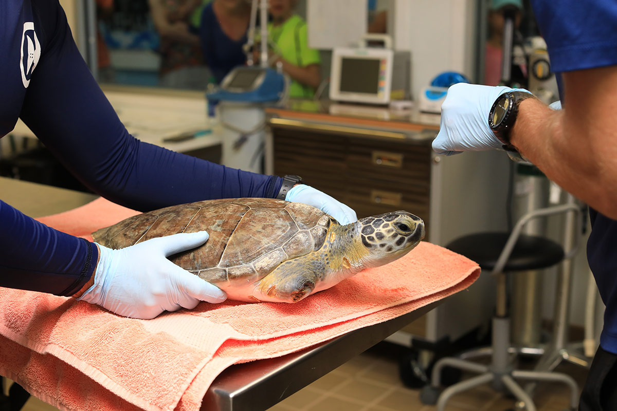 Sea Turtle Hospital Patient - Urkel-O's - Clearwater Marine Aquarium