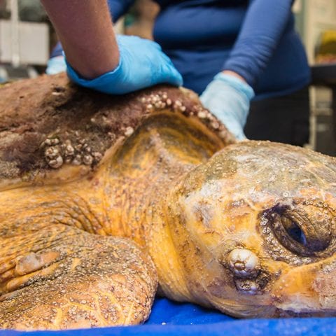 Toot loggerhead sea turtle rehab patient