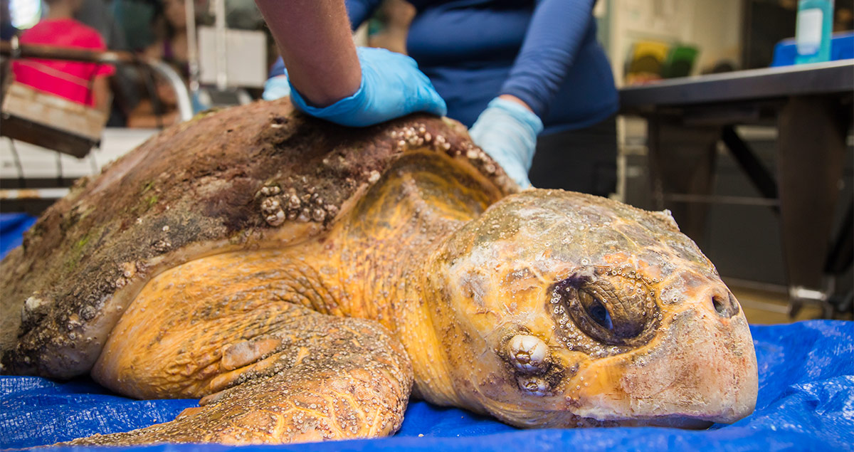 Sea Turtle Hospital Patient - Toot - Clearwater Marine Aquarium