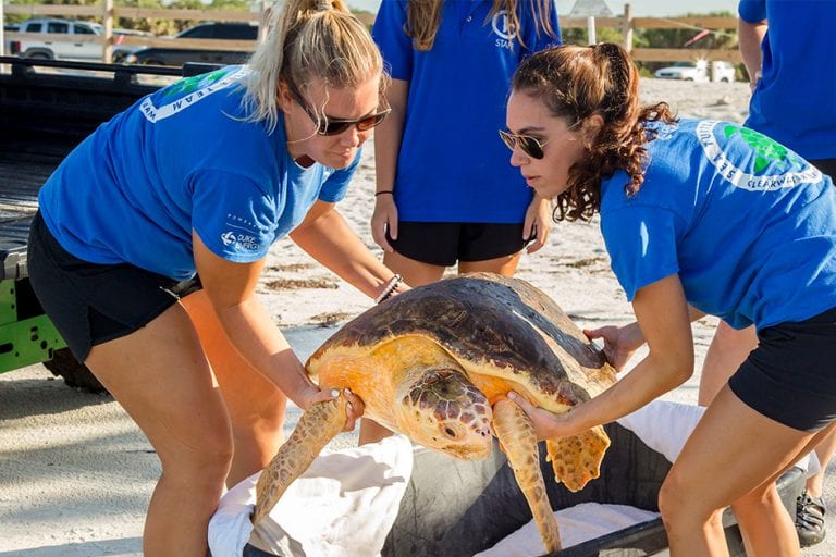 CMA team releasing loggerhead sea turtle, Waffle Crisp