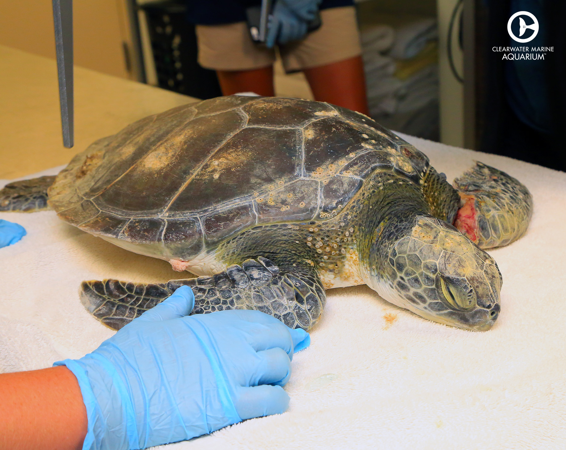 Sea Turtle Hospital Patient - Zo - Clearwater Marine Aquarium