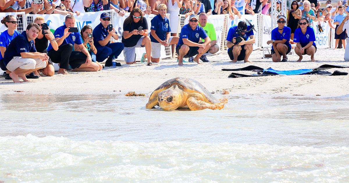 Loggerhead Sea Turtle Release at Clearwater Beach - Toot - Clearwater ...