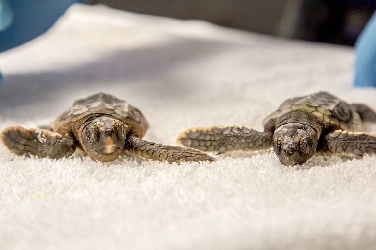 two sea turtle hatchlings