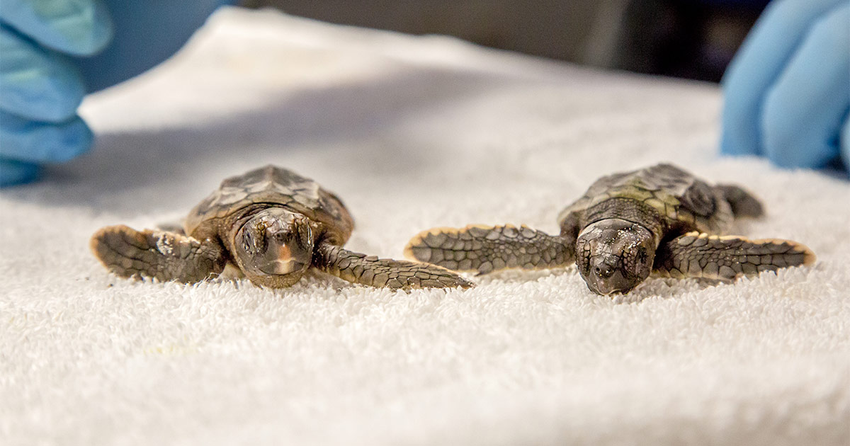 Hatchlings Rescued and Released - Clearwater Marine Aquarium