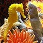 cheeto seahorse small