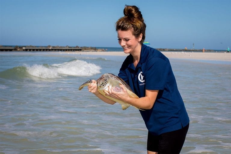 Zo green sea turtle release at Honeymoon Island