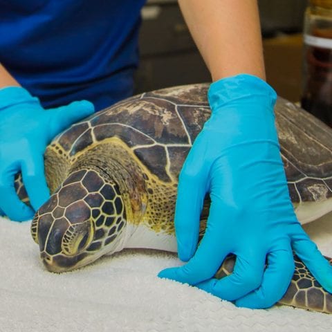 honeysuckle green sea turtle