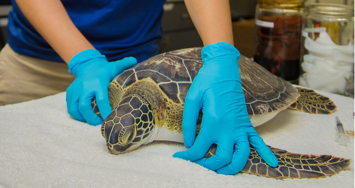 Sea Turtle Hospital Patient - Honeysuckle - Clearwater Marine Aquarium