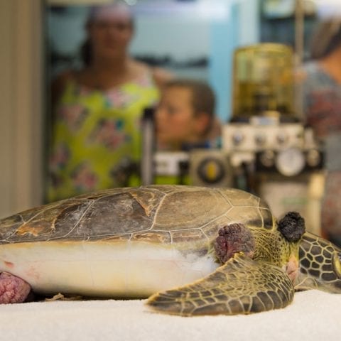 ivory sea turtle with fibropapilloma pap tumors