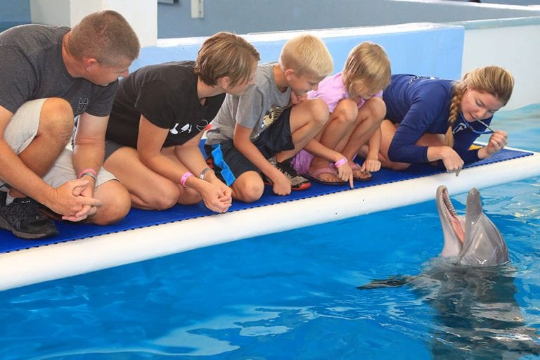 family at dolphin platform
