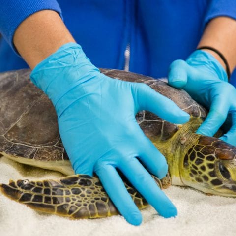 lotus sea turtle