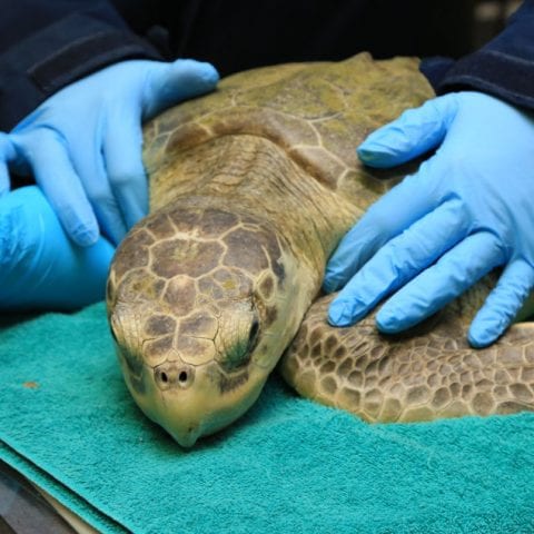 marigold kemp's ridley turtle