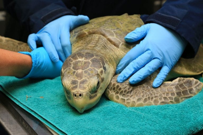 marigold kemp's ridley turtle