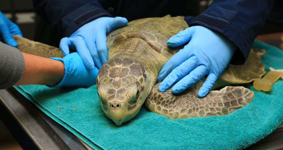 Sea Turtle Hospital Patient - Marigold - Clearwater Marine Aquarium