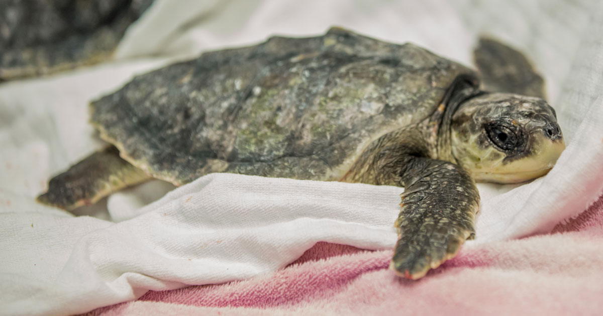 cold stun kemp's ridley sea turtle