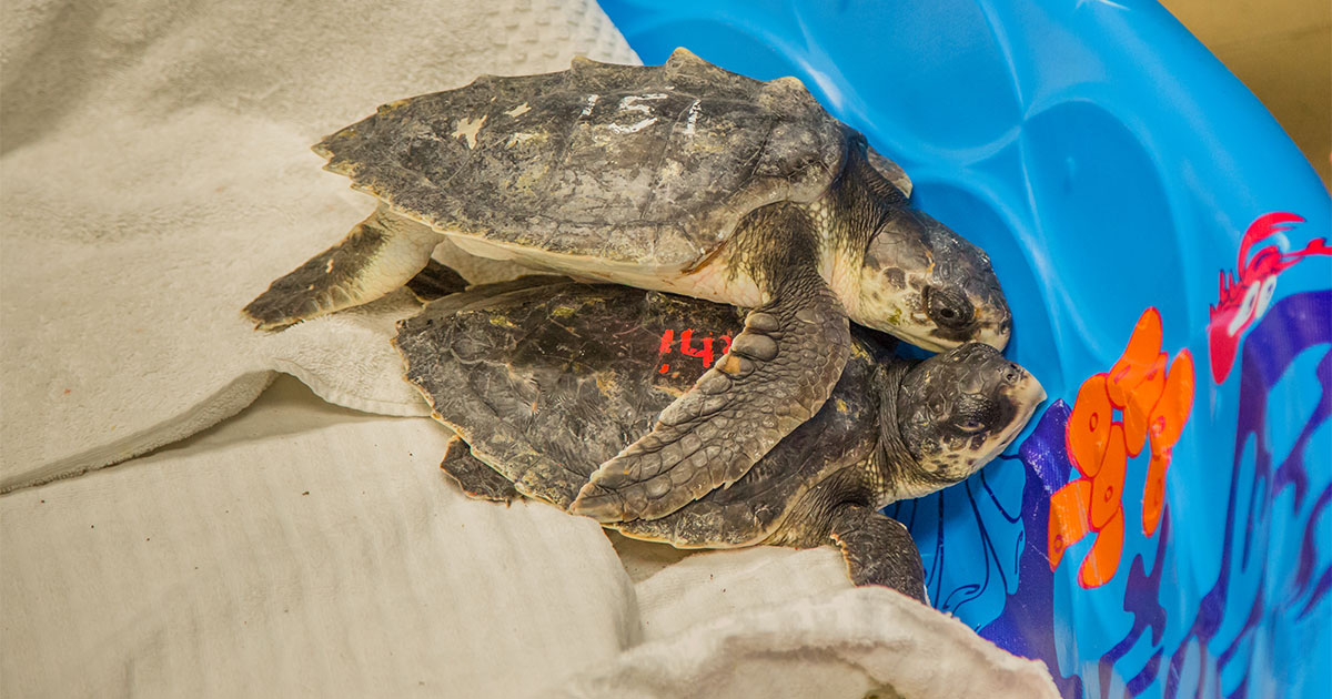 cold stun kemp's ridley sea turtle