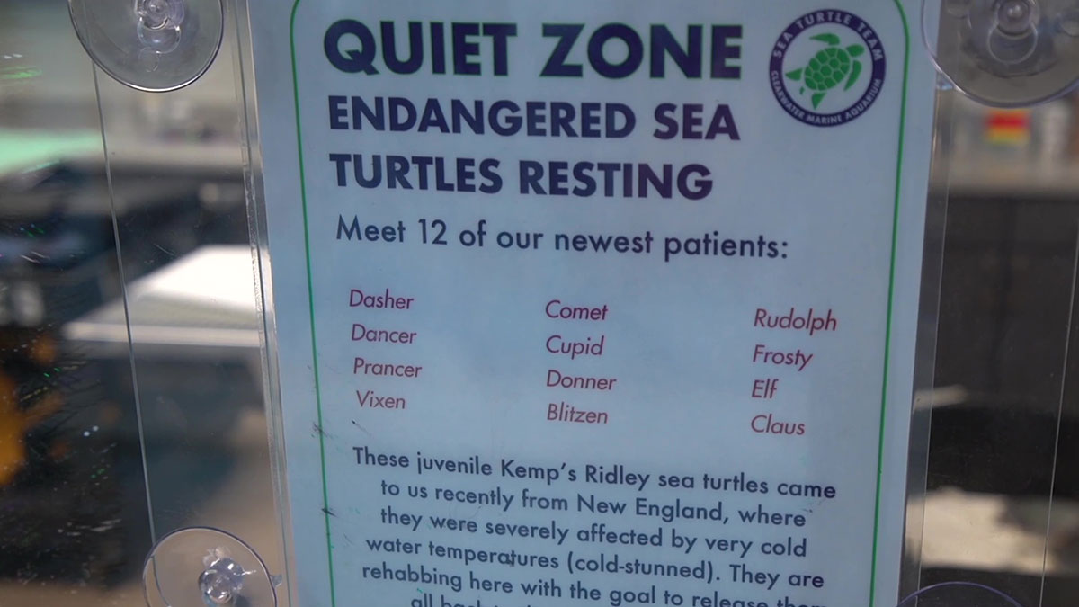 cold stun turtle names