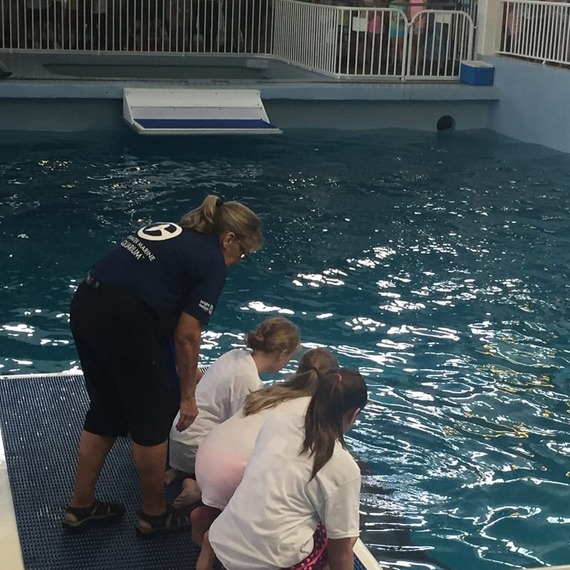 2017 Volunteer of the Year Eileen Elphick Clearwater Marine Aquarium