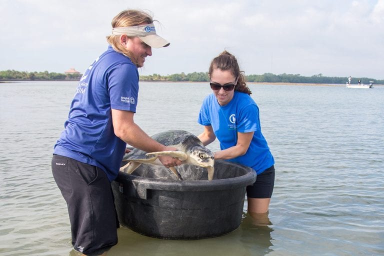 Special K Kemp's ridley turtle release