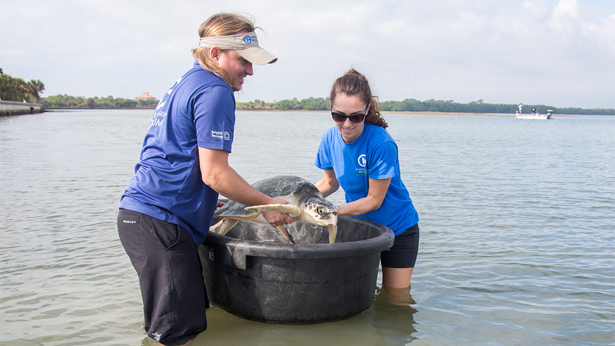 Kemp's Ridley Sea Turtle Release at Honeymoon Island - Special K ...