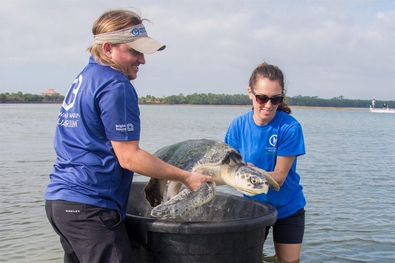 Kemp's Ridley Sea Turtle Release at Honeymoon Island - Special K ...