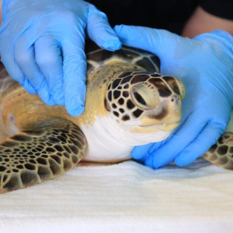 gardenia sea turtle patient
