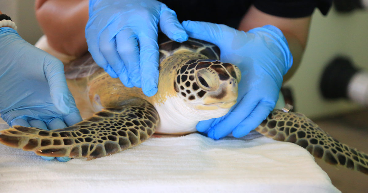 Sea Turtle Hospital Patient - Gardenia - Clearwater Marine Aquarium