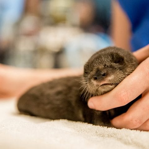 otter kit Petunia