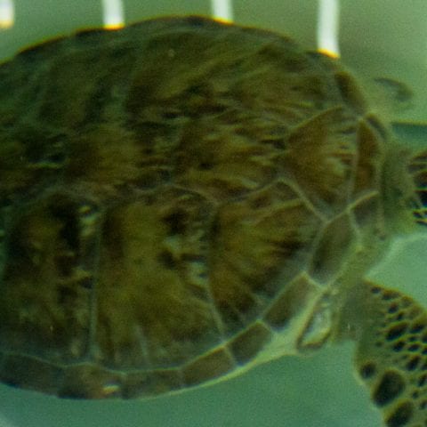snapdragon green sea turtle