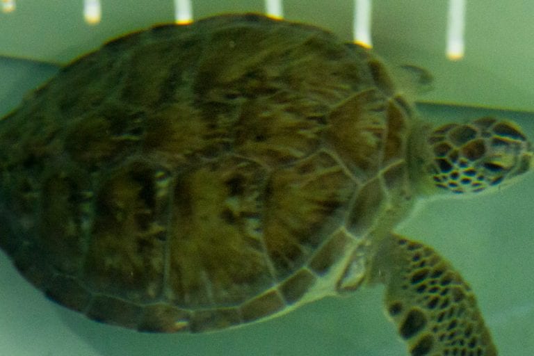 snapdragon green sea turtle