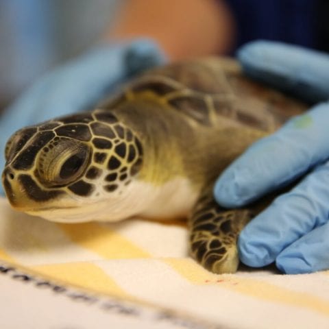Capricorn, Green sea turtle in rehab