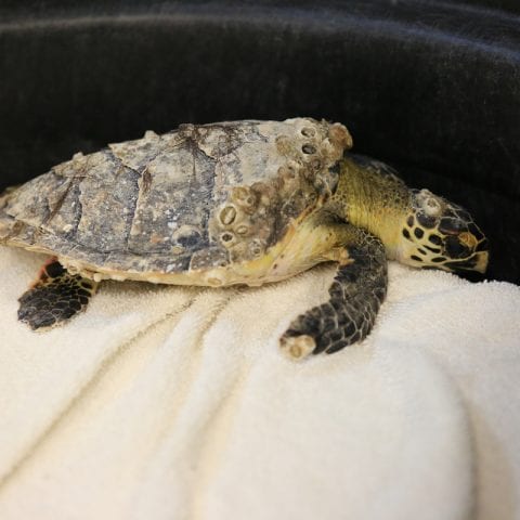 Weebo the Sea Turtle Animal Hospital Patient