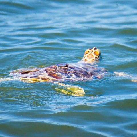released sea turtle swimming