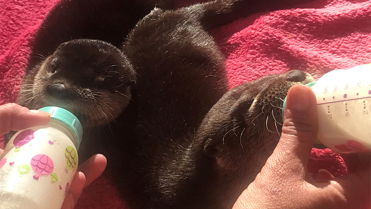 Orphaned otters Abe and Snug nursing from bottles.