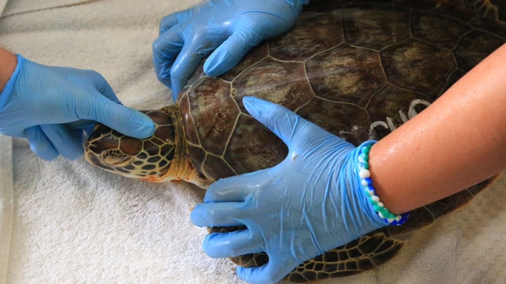 Sea Turtle Hospital Patient - Echo - Clearwater Marine Aquarium