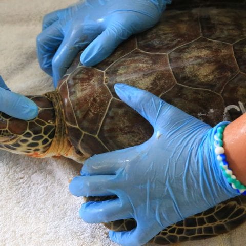 echo sea turtle hospital patient