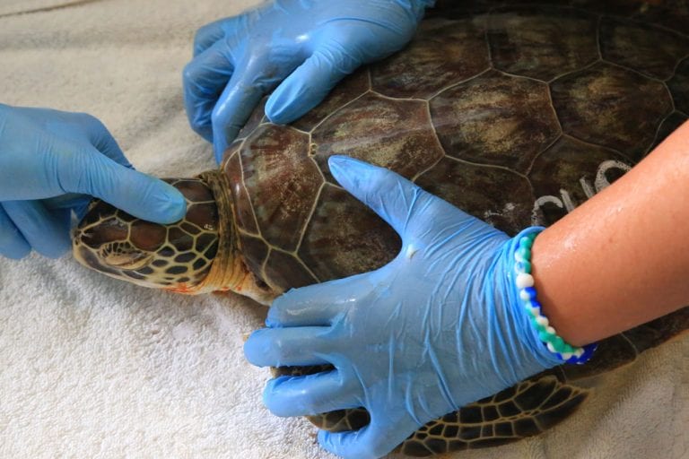 echo sea turtle hospital patient