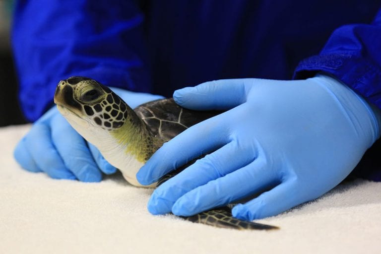 feta green sea turtle rehab