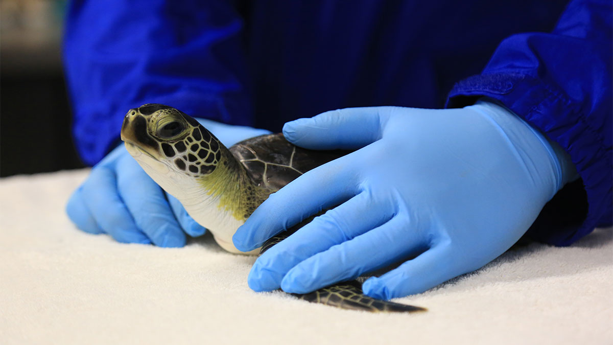 Rescued Green Sea Turtle Named Feta Released Back to the Gulf ...