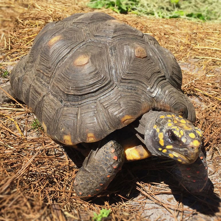 Meet the Rescued Tortoises at Reptilepalooza - Clearwater Marine Aquarium