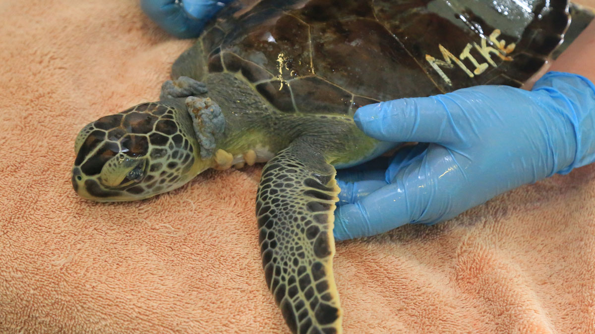 Sea Turtle Hospital Patient - Mike - Clearwater Marine Aquarium