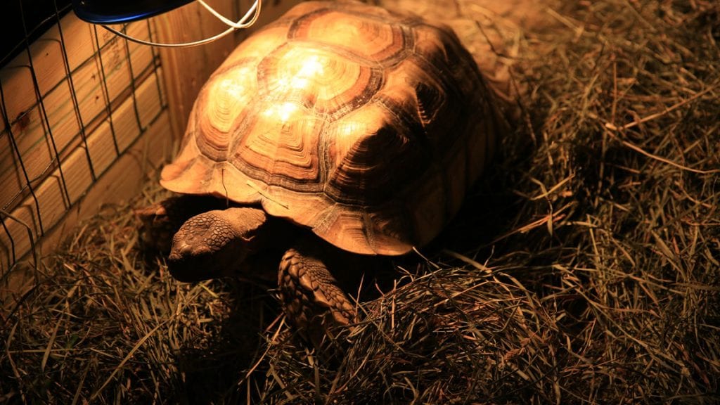 Meet the Rescued Tortoises at Reptilepalooza Clearwater Marine Aquarium