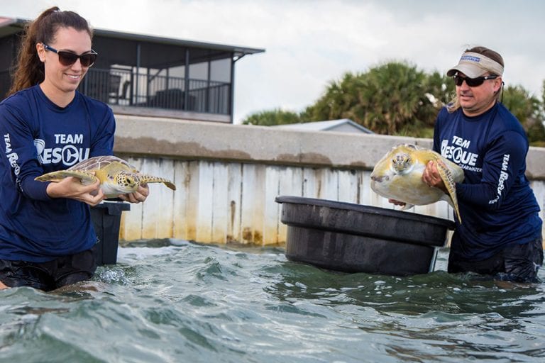 two sea turtles released