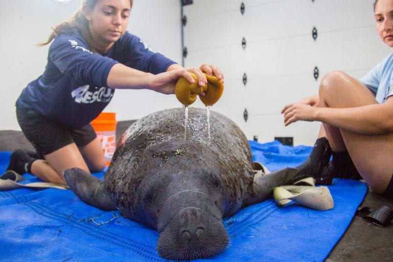 rescue team member with manatee