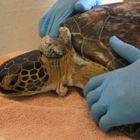 Equinox sea turtle patient